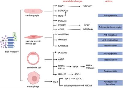 The involvement of soluble epoxide hydrolase in the development of cardiovascular diseases through epoxyeicosatrienoic acids